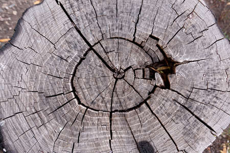 A cut of an old tree. Wooden texture. Tree rings. Natural background. Eco concept.の写真素材
