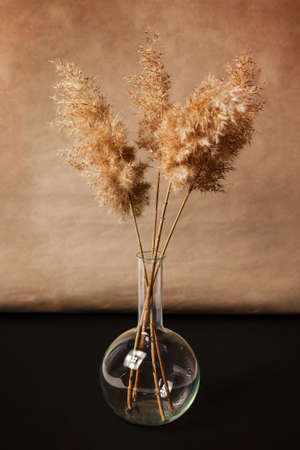 A branch of a common reed in a glass flask. Beige and black background. Natural backdrop. Perfect for presentations, web design. Minimal, styled concept for bloggers. Copy space.の写真素材