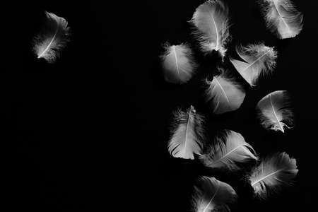 Creative black background with white feathers. Abstract backdrop of swan feathers. Minimal concept.