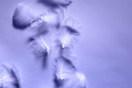 Beautiful airy gentle natural background with white swan feathers macro. Light pastel very peri backdrop. Minimal concept. Creative layout for women day, valentines, mother day, wedding or birthday.の写真素材