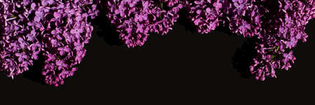 Banner made with contrast black background with purple lilac. Floral backdrop. Top view. Perfect for...