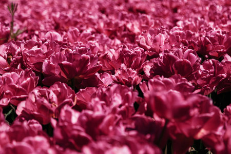 Trendy color viva magenta flowers background. Blurred bokeh. Sunshine bright backdrop. Natural tulips.の写真素材