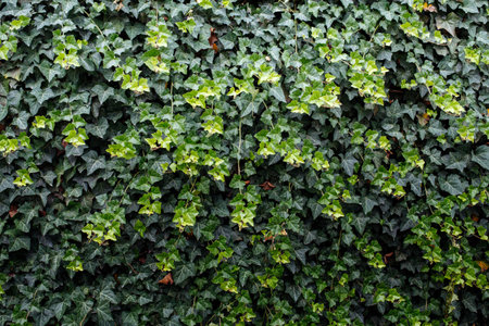 Green pattern from common ivy. Natural background. Great for presentationsの写真素材