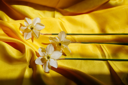 Three of daffodils on a bright yellow background. Beautiful curves of fabric and spring flowers on it. Light and shadow on backdrop. Top view with free space for text.の写真素材