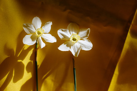 Two of light daffodils on a bright yellow background. Beautiful curves of fabric and spring flowers on it. Top view with space for text.の写真素材