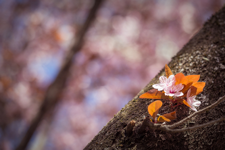 Cherry Blossomの写真素材