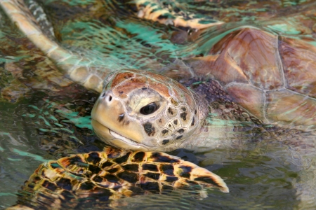 Sea turtle comes up for air, Bequiaの写真素材