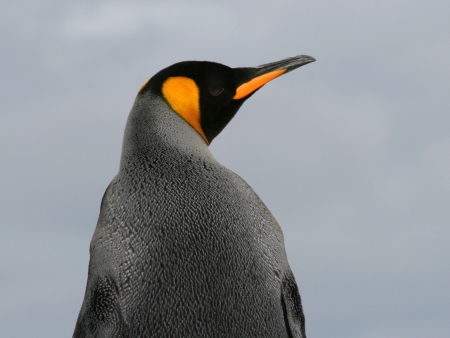King Penguin from behind profile, Falkland Islandsの写真素材