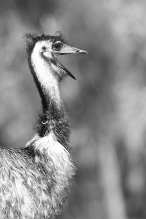 Ostrich with mouth openの写真素材