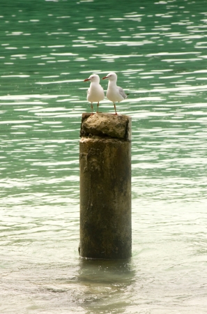 Couple of Sea Guls resting on a tree stump, New Caledoniaの写真素材