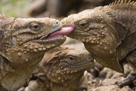 Iguana licks the face of another while a third Iguana watches, Barbados, Caribbeanの写真素材