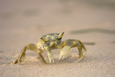 Close up of a crab standing on the sand with interesting の写真素材