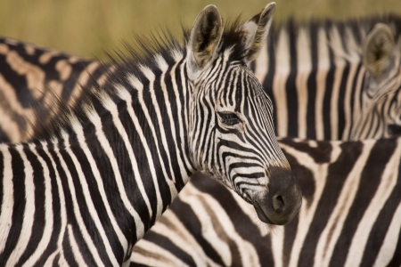 Zebra with herd behind. Close up of Zebras head & neck highlighting its amazing coat, South Africaの写真素材