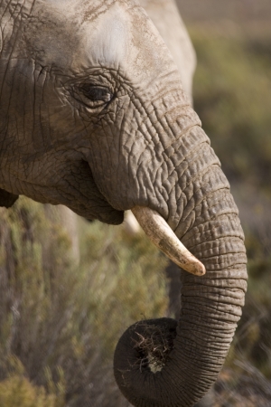 Close up profile of an elephants head showing its trunk & head. Outskirts of Cape Town, South Africa.の写真素材