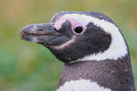 Close up of a Magellan Penguin, Punta Arenas, Chileの写真素材