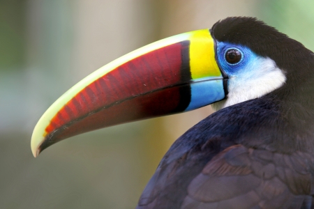 Toucan in the forest, Amazon, Brazilの写真素材