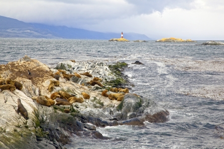 Southern Sea lions   Cormorants resting on the Islands of Tierra Del Fuego with Les Eclaireurs Lighthouse in the background, Ushuaia, Argentinaの写真素材