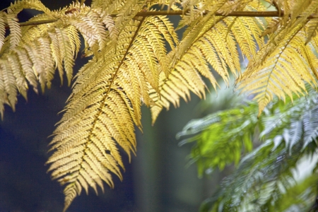Fern leaves in Daintree Rainforest, Australiaの写真素材