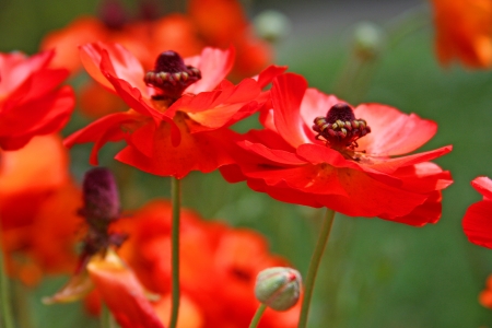 Close up of wild poppies in field 