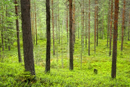 Beautiful landscape in a green leafy forest, Sweden の写真素材