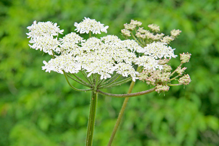 Close up of an elderflower against a green background 