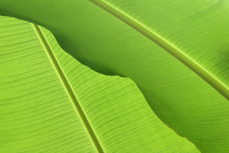 Close up of a bright green leaf, showing the viens   vibrant colour の写真素材