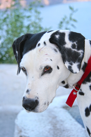 Dalmation dog looks toward the camera, Santorini, Greece.の写真素材