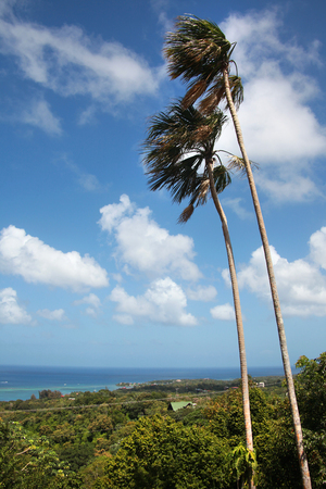 Beautiful view of the landscape & palm trees from the highest point in Roatan, looking towards the Caribbean ocean.の写真素材