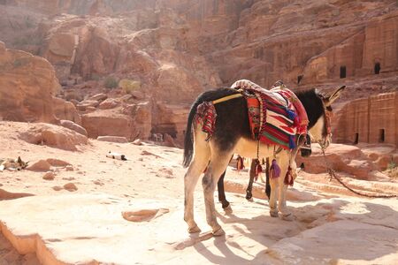 Donkey with traditional fabric waiting outside the street of facades, with sandstone cliffs in the background, Petra, Jordan.の写真素材