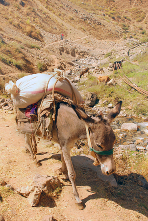 Donkey with a bag in the mountainsの写真素材
