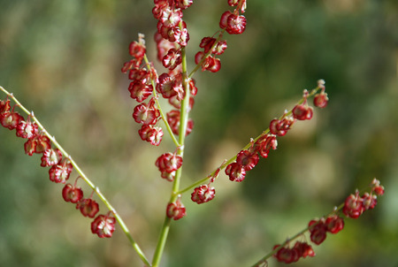 Seeds of sorrel mountain klubnenosnogoの写真素材