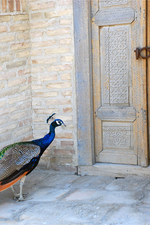 Peacock near the old door in a stone courtyard. Uzbekistanの写真素材