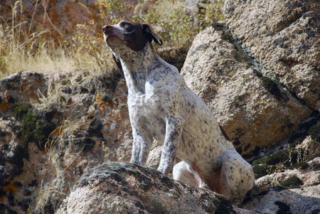 Kurzhaar, German Pointer, German Shorthair Pointer