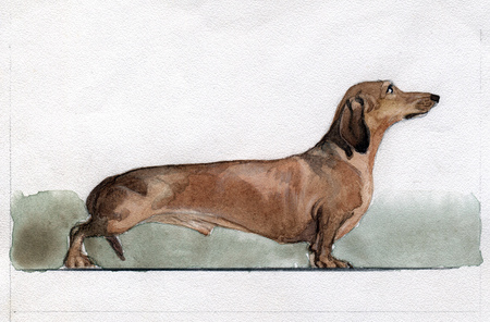 Brown dachshund painted in watercolor in profileの写真素材