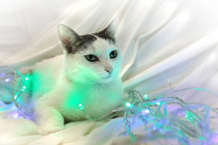 The cat lies entangled in the New Year's garland - purple and green lanterns. White spotted cat