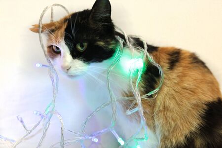 A spotted cat sits and tangled in a New Year's garland.