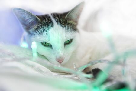 The cat lies entangled in the New Year's garland - purple and green lanterns. White spotted cat