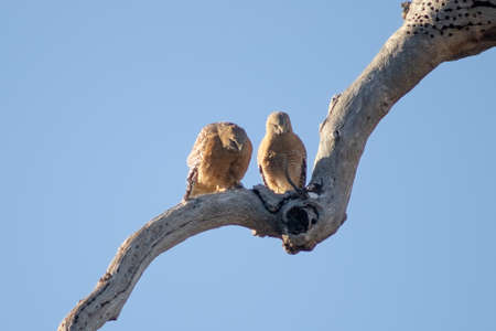 Mated hawks in early springの写真素材