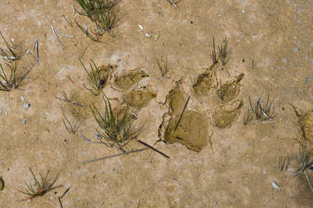 Muddy wolf paw prints in Yellwostone National Park