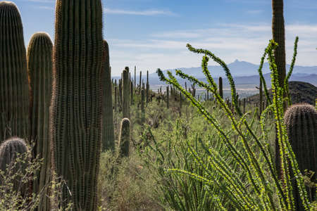 Saguaro National park cactus views