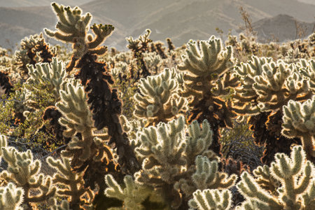 Teddy bear Cholla in Death Valley