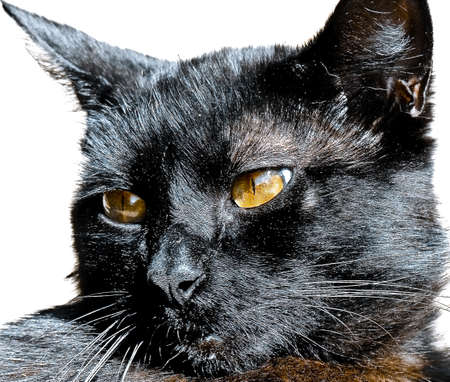 Black cat with orange eyesの写真素材