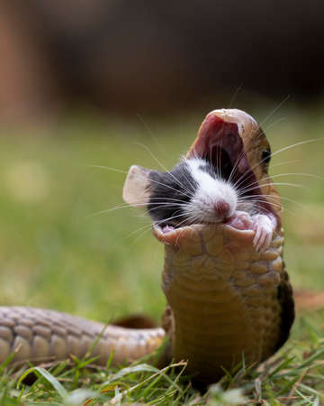 Big Mouth Cobra just swallow a mouse as their natural prey with a beautiful background.