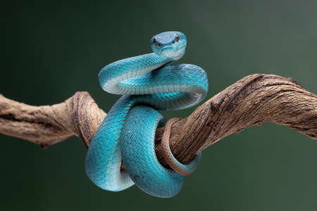 Nice Texturized Blue Viper Snake ready to strike their preyの写真素材