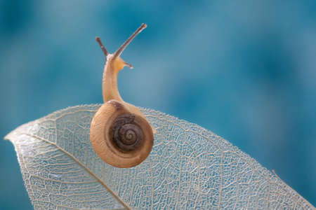 Cute Snail crawling on top of white dry leave with bokeh colorful backgroundの写真素材
