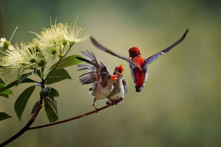 Close-up photo of Yellow Sunbird Colibri hover-fly to feed their chick with a beautiful bokeh backgroundの写真素材