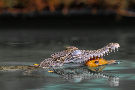 Fresh Water Crocodile swim in the river just catch a fish as his prey