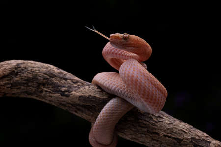 Poisonous Red Viper Snake as a natural predator ready to strike their prey.