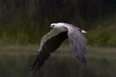 White Eagle flying to strike a fish as their prey, Eagle is a natural predator.