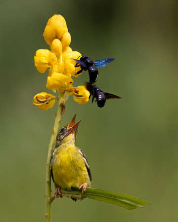 Yellow Sunbird just feeding her chick in the bright morning with bokeh background.の写真素材